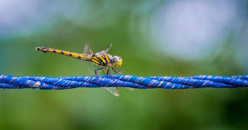 Pexels/Atikul Haque Rafat